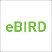 EBird Green Parrot Toy - 2.4 GHz RC Flap Wings Flying Bird Drone