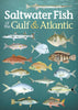 Saltwater Fish of Gulf & Atlantic PCards